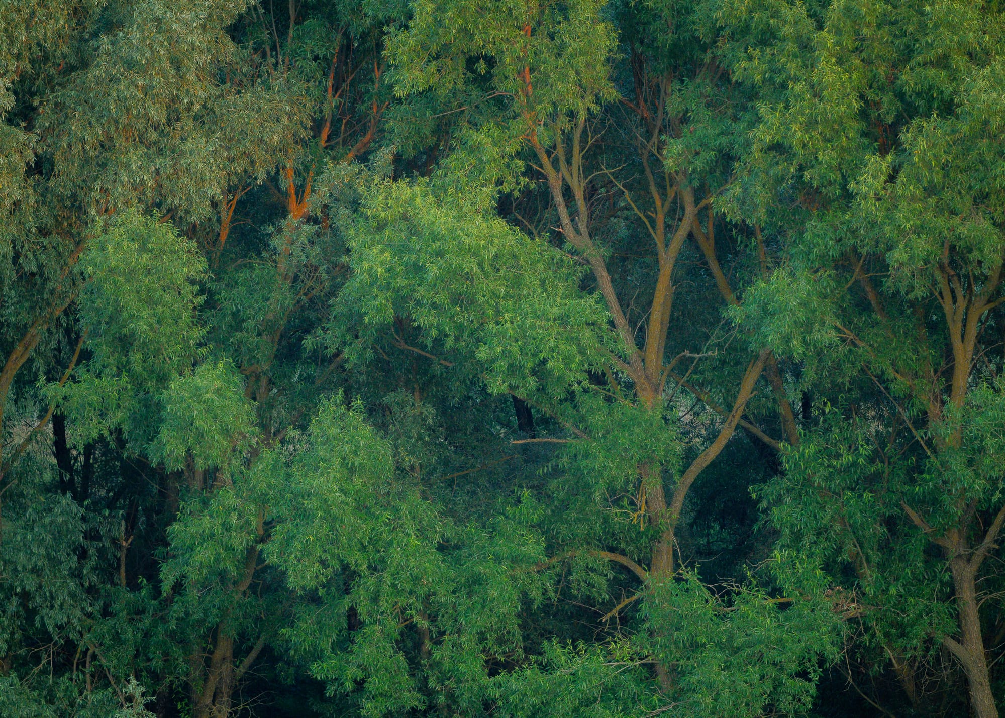 CTA Image