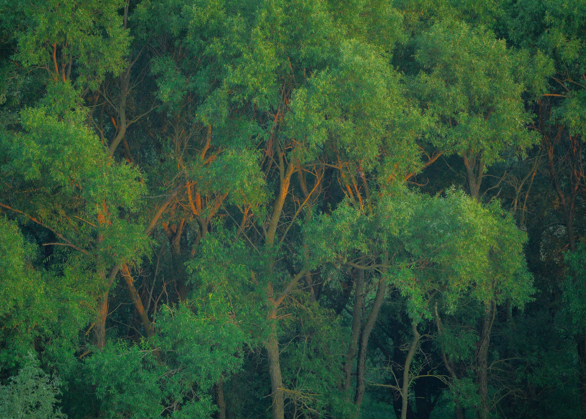 CTA Image