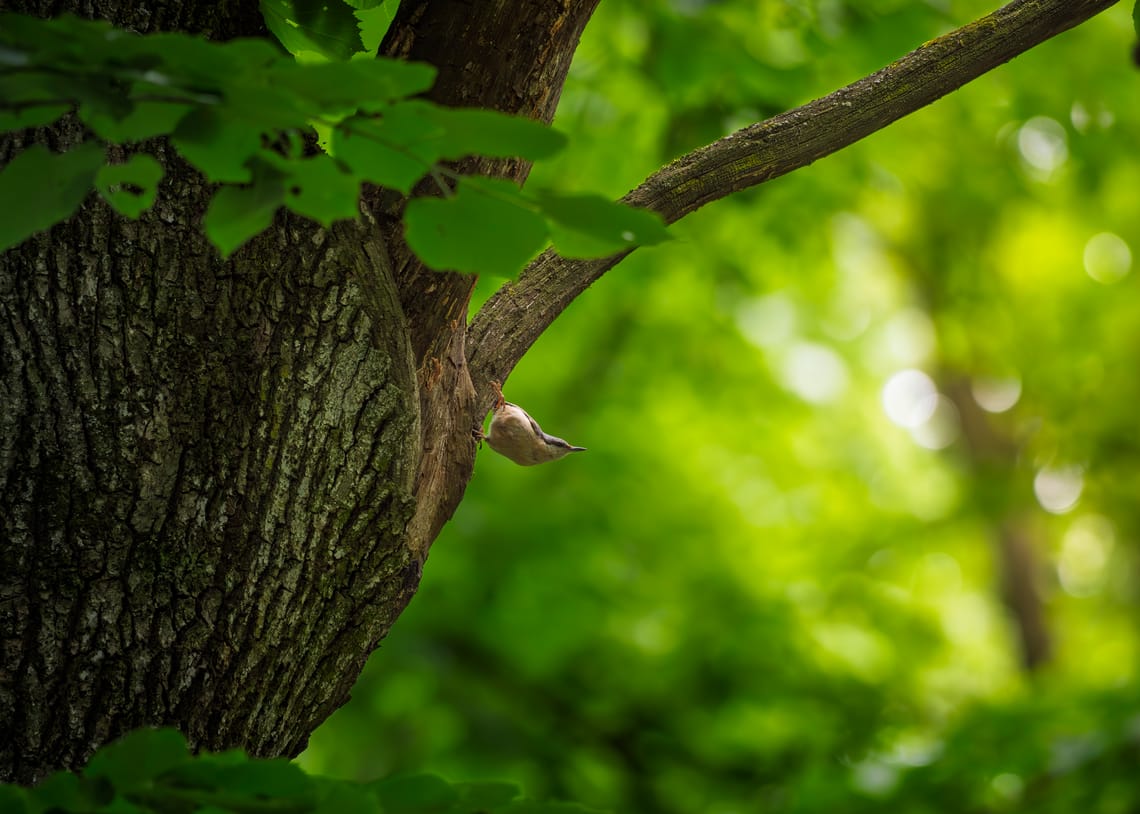 Eurasian nuthatch