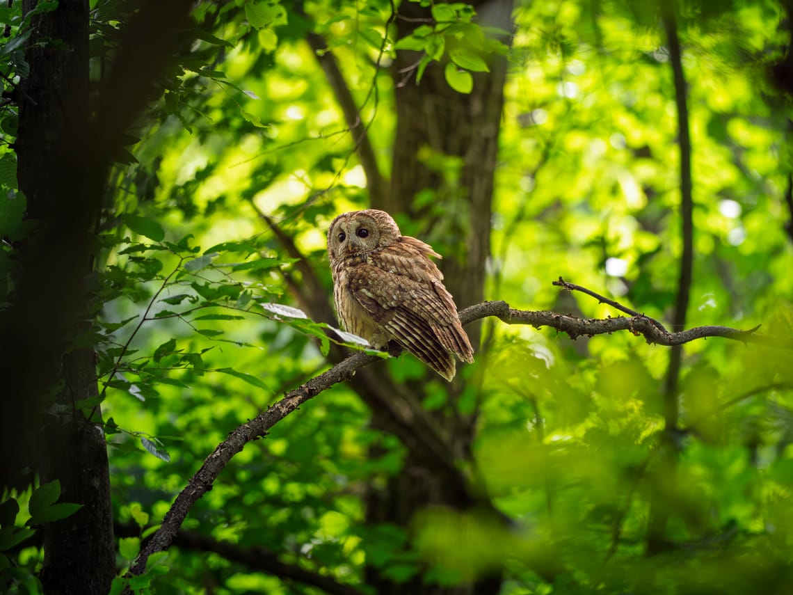 The Forest Watcher