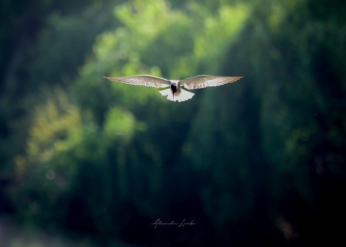 Angel wings