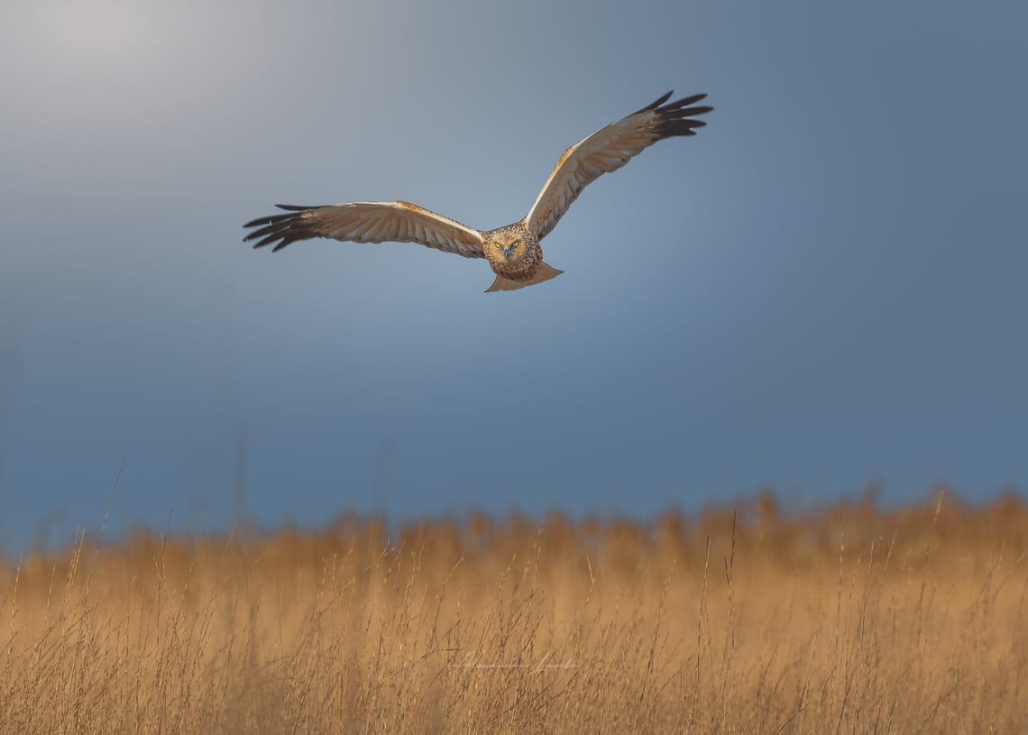 "Master of the Reeds" - Behind the Shot