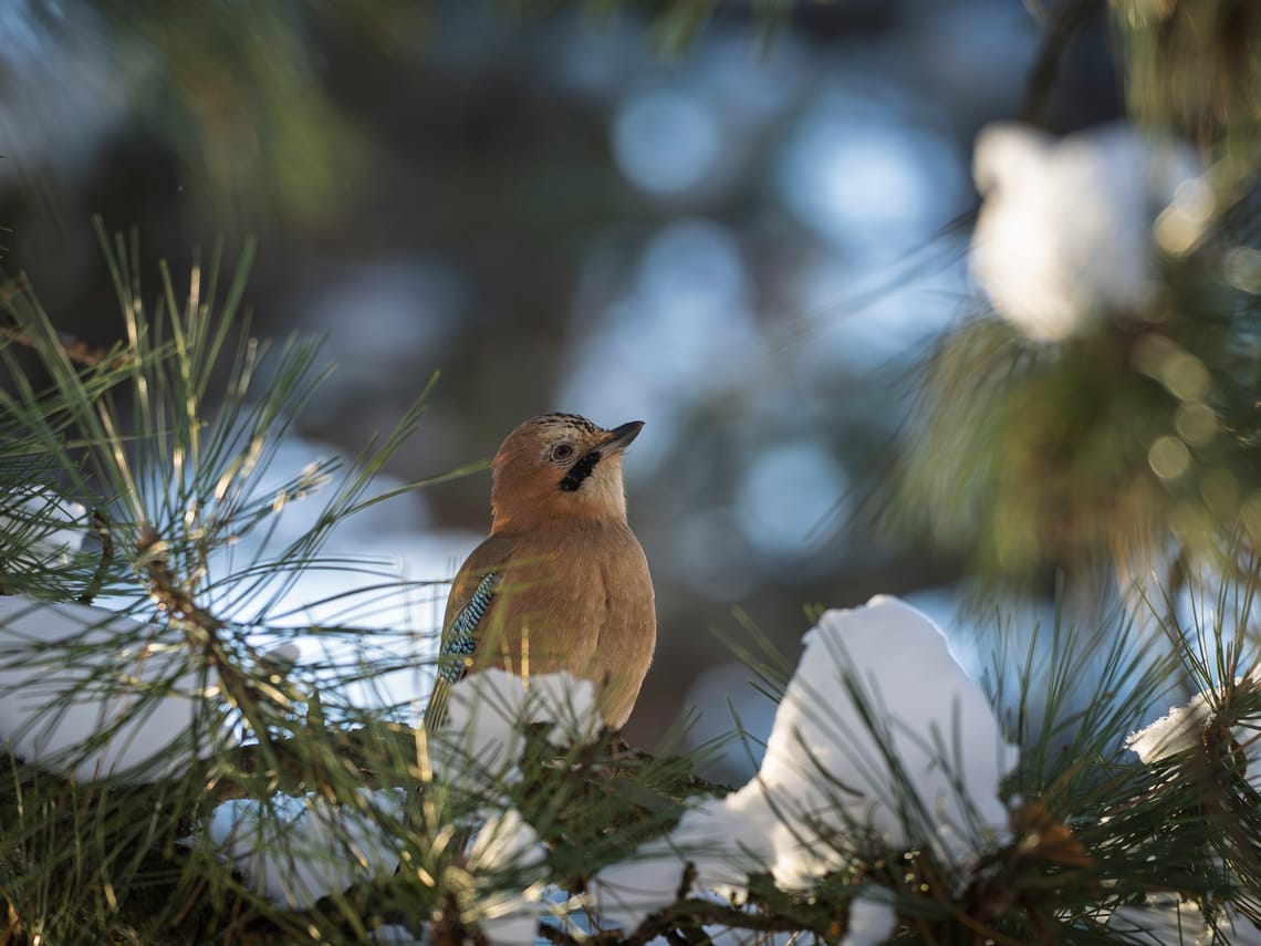 "Winter's Survivor" - Behind the Shot