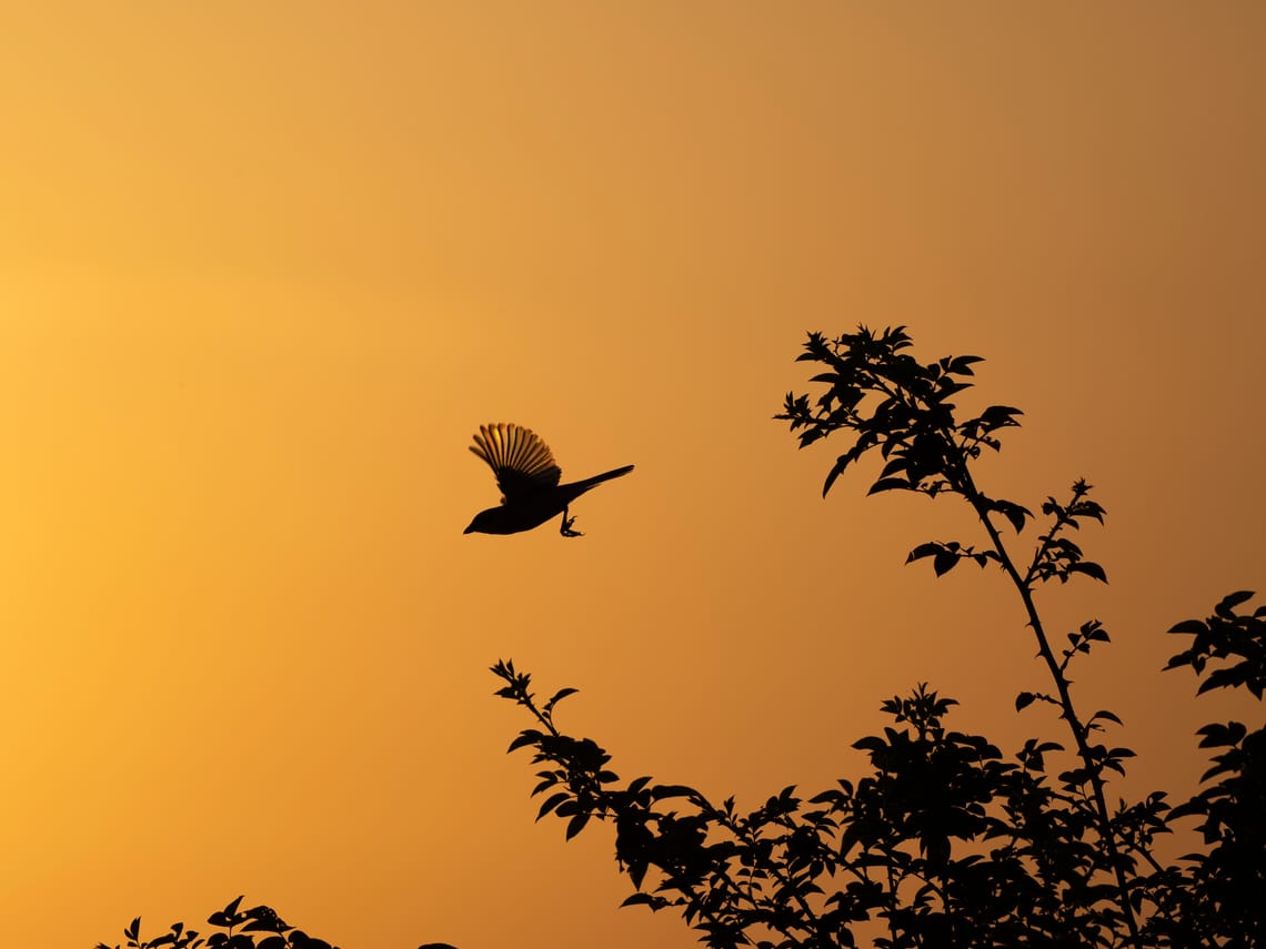 "Golden Passage" - Behind the Shot