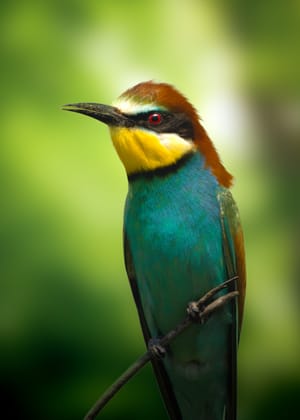 "Living Jewel" - Behind the Shot