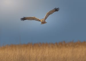 "Master of the Reeds" - Behind the Shot