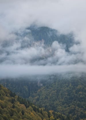 The mist