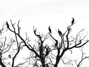 The meeting